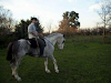 Hermoso Caballo Overo Azulejo