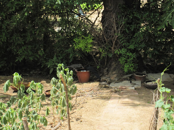 Spotting Image 1