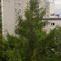 European larch