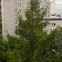 European larch