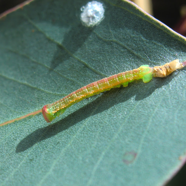 Peppermint Looper caterpillar Project Noah