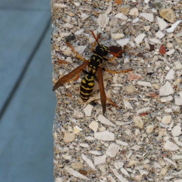 Spotting Image 1