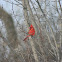 Northern Cardinal