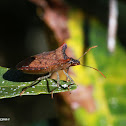 Stink bug