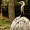 Greater Rhea