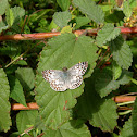 Tropical Checkered Skipper