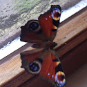 European Peacock