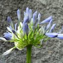 Lirio Africano