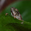 Toad