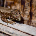 European wall lizard