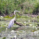 Great Blue Heron