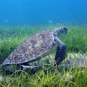 Green Sea Turtle