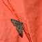 Unknown Moth