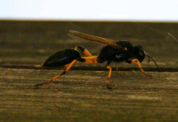 Spotting Image 1