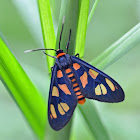 White Antenna Wasp Moth