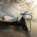 damselflies