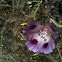 Slender Clarkia
