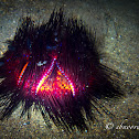 Red Urchin