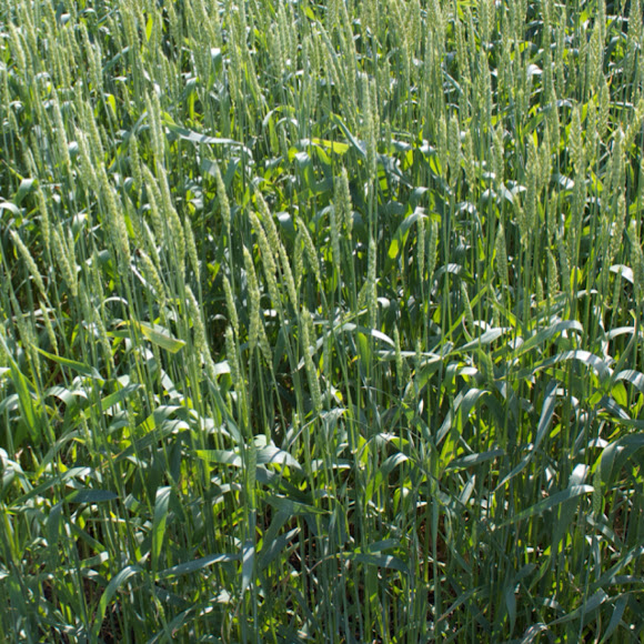 Spotting Image 1