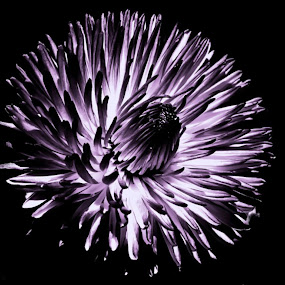 Lili Marleen by Mirela Korolija - Nature Up Close Flowers
