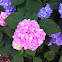 Hydrangea