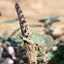 Egyptian Grasshopper