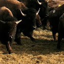 American Buffalo