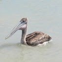 Pelican