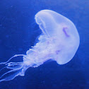 Jelly Fish