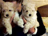 Vendo Cachorros Poodle Toy De 2 Meses