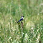 Mountain Bluebird (female)
