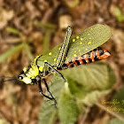 Spotted Locust