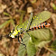 Spotted Locust