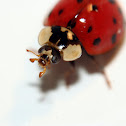 Asian Ladybug
