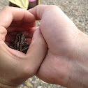 North American Wood Frog