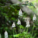 Heartleaved Foamflower