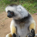 Diademed sifaka