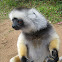 Diademed sifaka