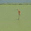 Yellow Bittern (Ixobrychus sinensis)