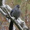 Gray Catbird