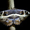 Noctuid Moth