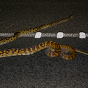 Amethystine Python