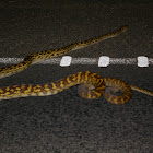 Amethystine Python