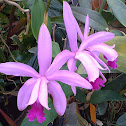 Cattleya