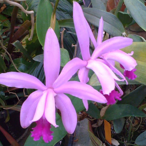 Spotting Image 1