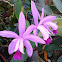 Cattleya