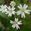 Greater Stitchwort