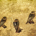 Barn swallow