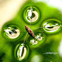 Water strider, Anggang-anggang (local)
