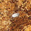 Cave Isopod